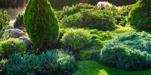 Wallace's Garden Center-Bettendorf-Fall Evergreen Care-evergreens growing in summer