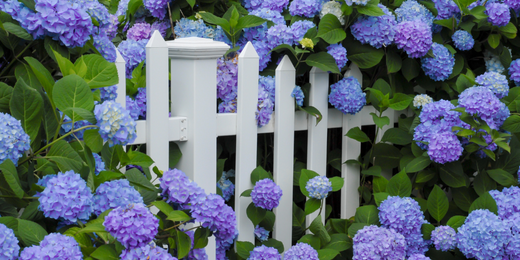 Wallace's Garden Center-Bettendorf-Hydrangeas For Sale Near Me-blue hydrangeas growing over white picket fence