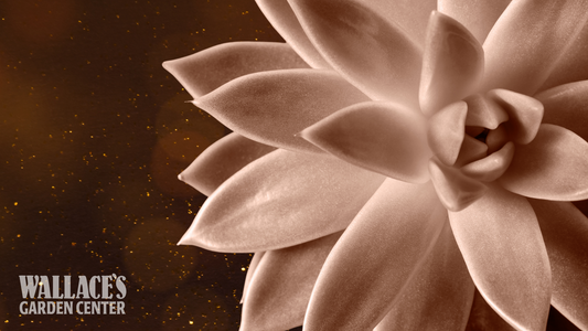 Pantone’s Mocha Mousse Magic