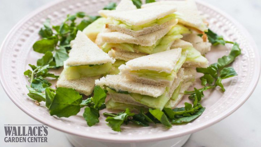 Bergdorf Goodman Cucumber Sandwiches