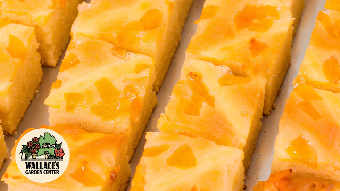 Wallaces Garden Center-Bettendorf-Iowa-Big Peach Cheesecake Bars recipe