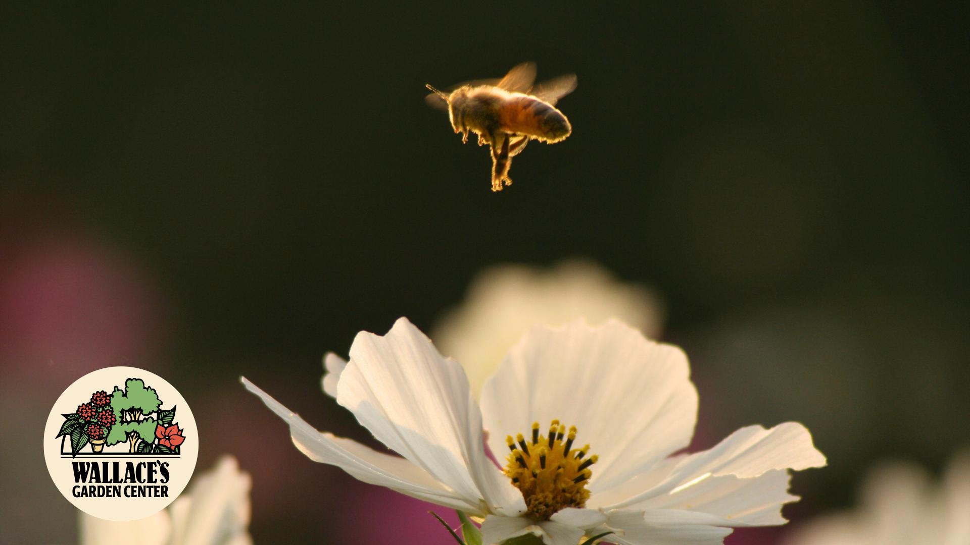 Celebrating World Bee Day!