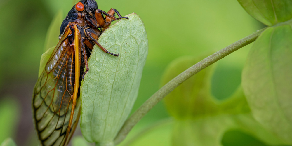Wallaces Garden Center-Bettendorf-Iowa-Cicadas-cicada on leaf