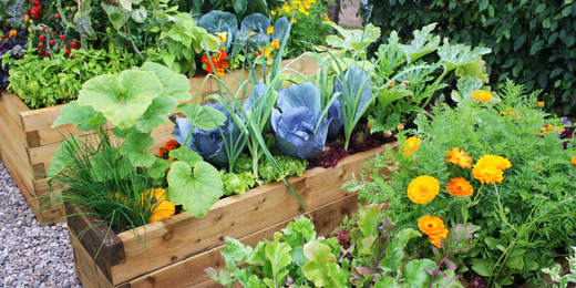 Wallace's Garden Center-Bettendorf-Iowa-Companion Planting-raised bed with companion plants marigold-vegetables
