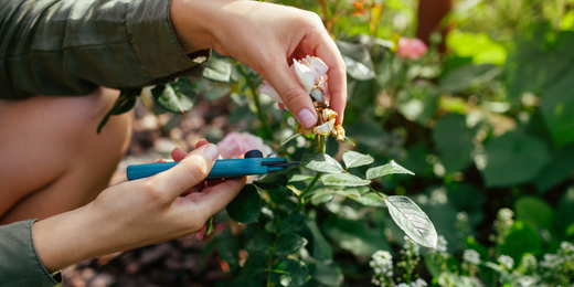 Wallace's Garden Center-Bettendorf-Iowa-Deadheading flowering perennials-gardener pruning rose bush