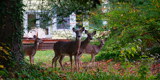 Wallace's Garden Center-Bettendorf-Iowa-Deer-Resistant Landscape-group of deer in front yard