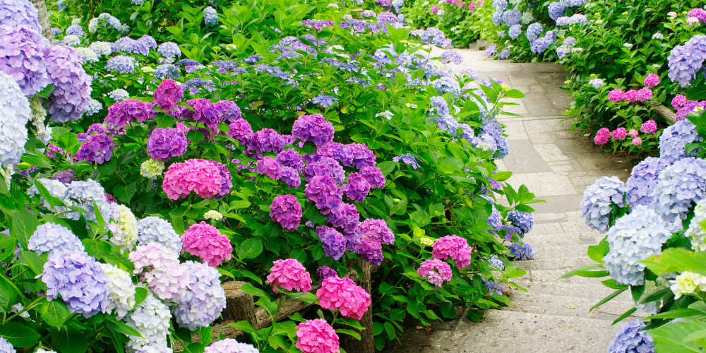 Wallaces Garden Center-Bettendorf-Iowa-Demystifying Hydrangeas 