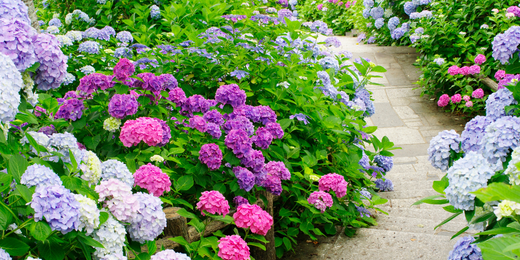 Wallace's Garden Center-Bettendorf-Iowa-Demystifying Hydrangeas 