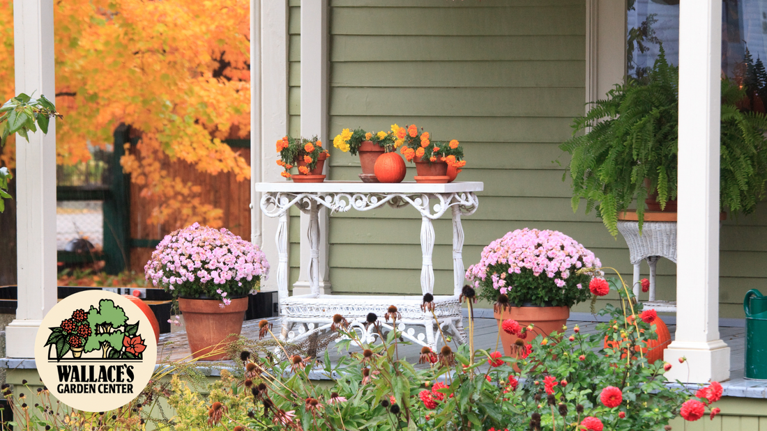 Wallaces Garden Center-Bettendorf-Iowa-Early Fall Porch Style That Still Loves Warm Weather—Hero