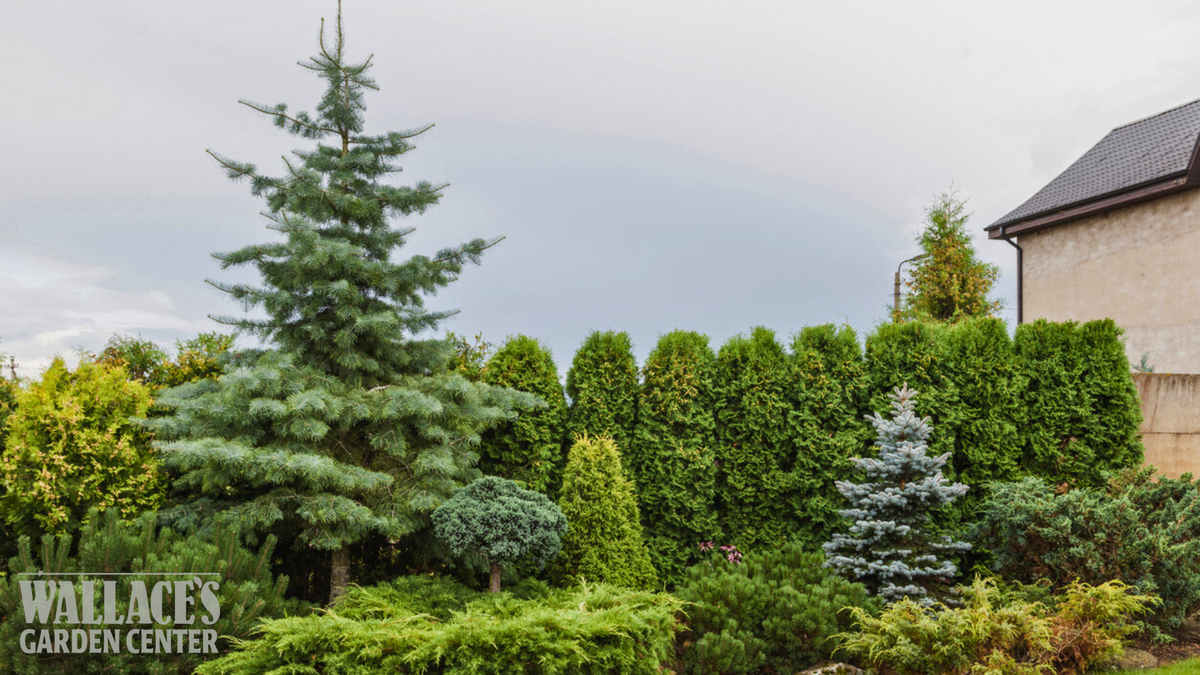 Evergreen Shrubs for Privacy – wallacegardencenter