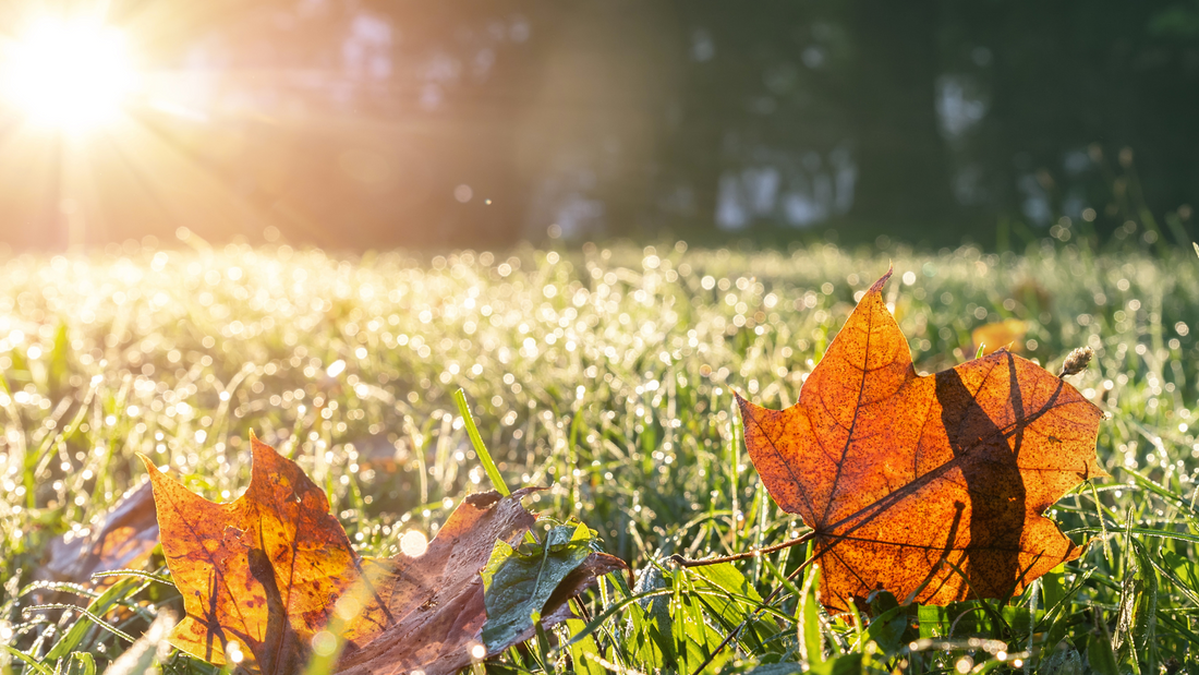 Fall Lawn Care For Iowa Wallacegardencenter fall-lawn-care-for-iowa-wallacegardencenter