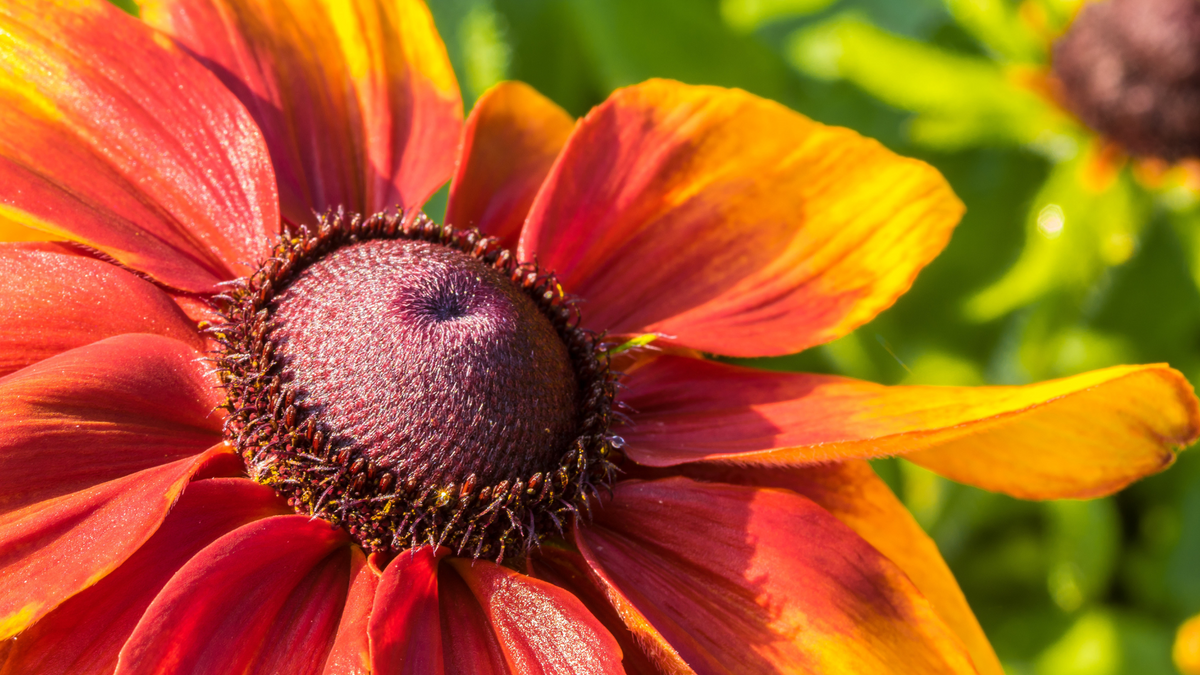 Your Fall Guide to Perennials in Bettendorf  wallacegardencenter