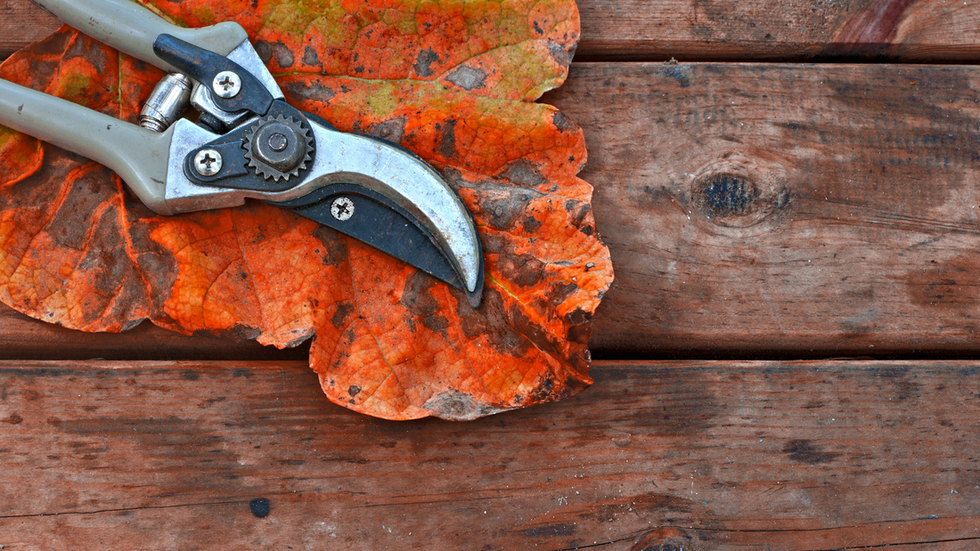 Wallaces Garden Center-Bettendorf-Iowa-Fall Pruning Guide-pair of pruners