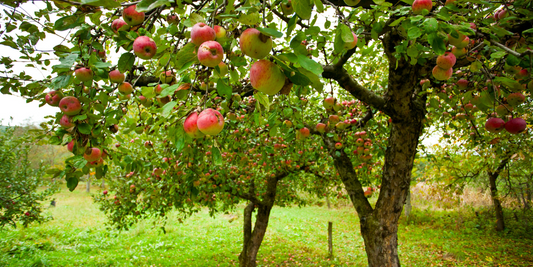 Wallaces Garden Center-Bettendorf-Iowa-Fantastic Fruit Trees-apple tree in orchard