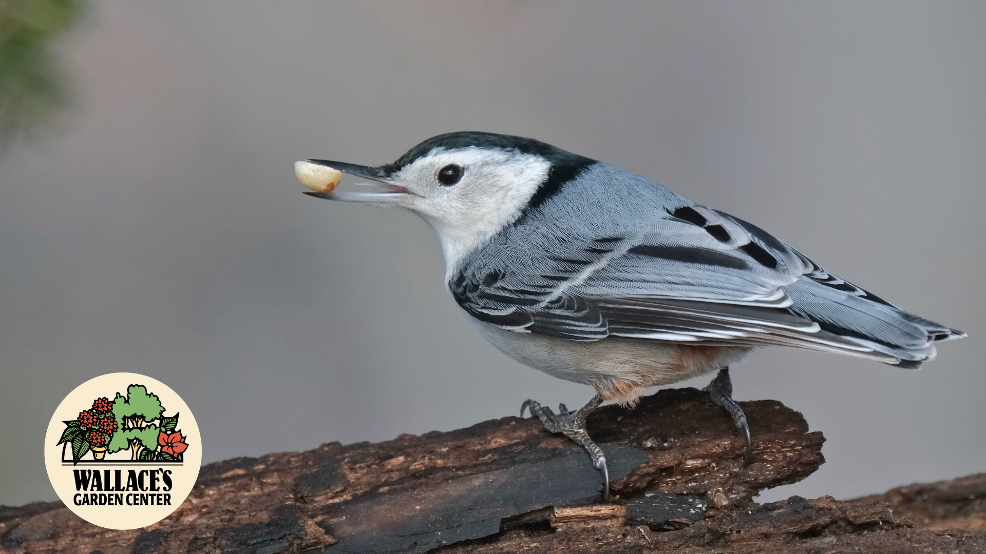 Feeding the Birds Isn’t One-Size-Fits-All