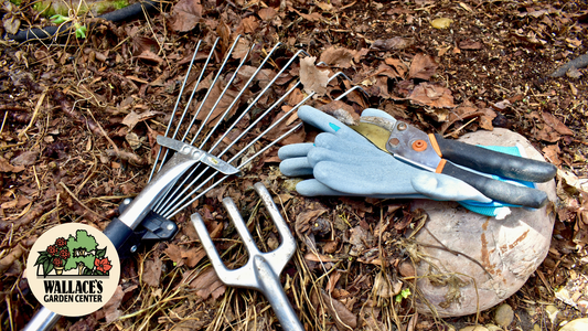 Five Small Garden Wins You Can Have This Month