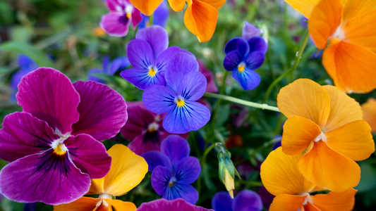 Wallaces Garden Center-Bettendorf-Iowa-Get Ready for Spring Guide-pansy flowers