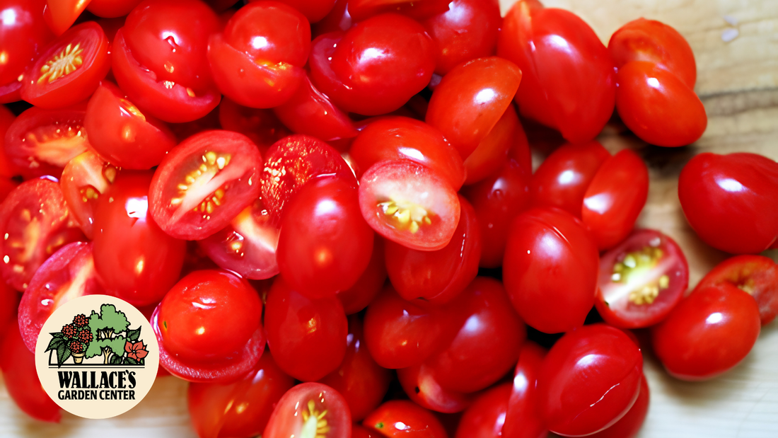 Wallaces Garden Center-Bettendorf-Iowa-Grape Tomato Salad recipe