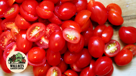 Wallaces Garden Center-Bettendorf-Iowa-Grape Tomato Salad recipe
