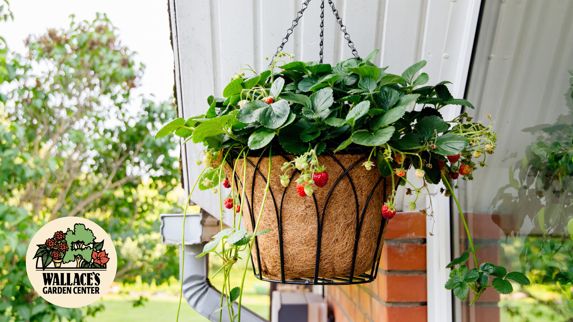 A Sweet Start: Growing Strawberries!