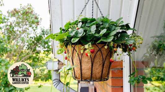 A Sweet Start: Growing Strawberries!