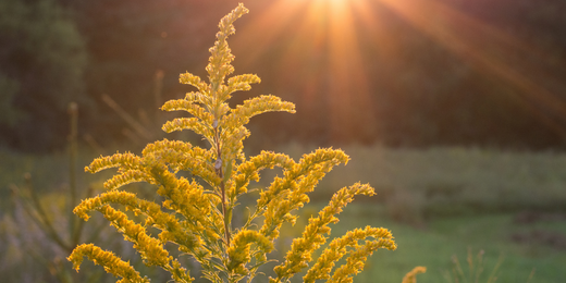 Wallace's Garden Center-Bettendorf-Iowa-Heat-Tolerant Plants-heat tolerant plants Iowa native grasses