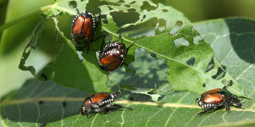 Wallaces Garden Center-Bettendorf-Iowa-Bug Repellent Plants-japanese beetle on leaves