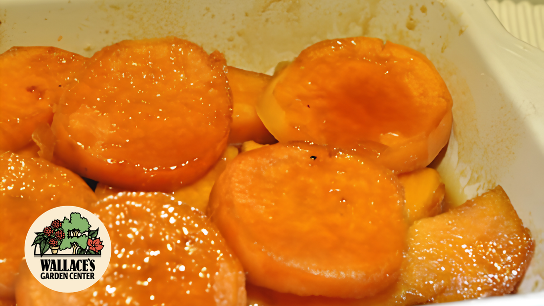 Wallaces Garden Center-Bettendorf-Iowa-Honey Glazed Sweet Potatoes recipe