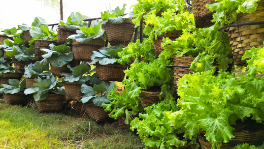 Wallace's Garden Center-Bettendorf-Iowa-Hortifuturism-What it Means-living lettuce wall garden