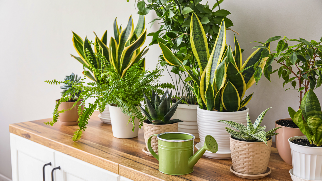 Houseplant Care Guide for Fall