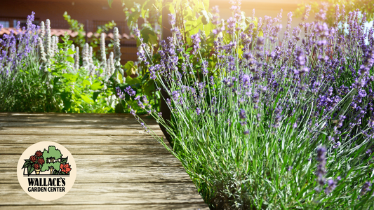 How To Grow Lavender In Containers & The Garden