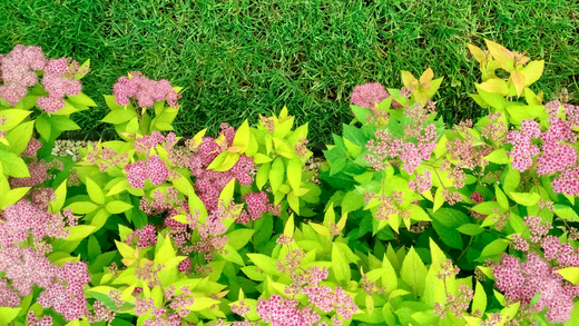 Wallace's Garden Center - Bettendorf - Iowa-Its Cyber Lime Time-spirea shrub