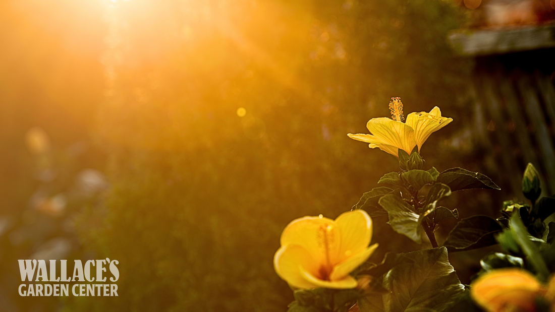 Understanding Light Levels in Your Garden