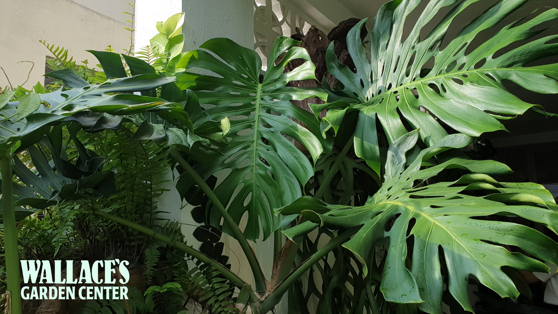 Houseplants With ‘Main Character’ Energy