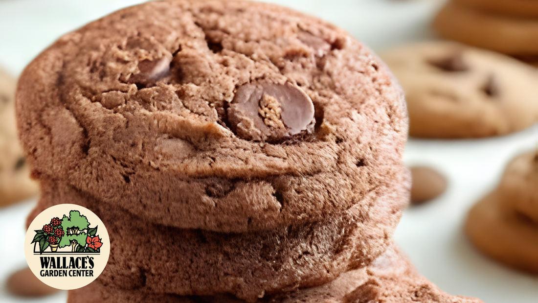 Wallaces Garden Center-Bettendorf-Iowa-Mocha Latte Cookies recipe