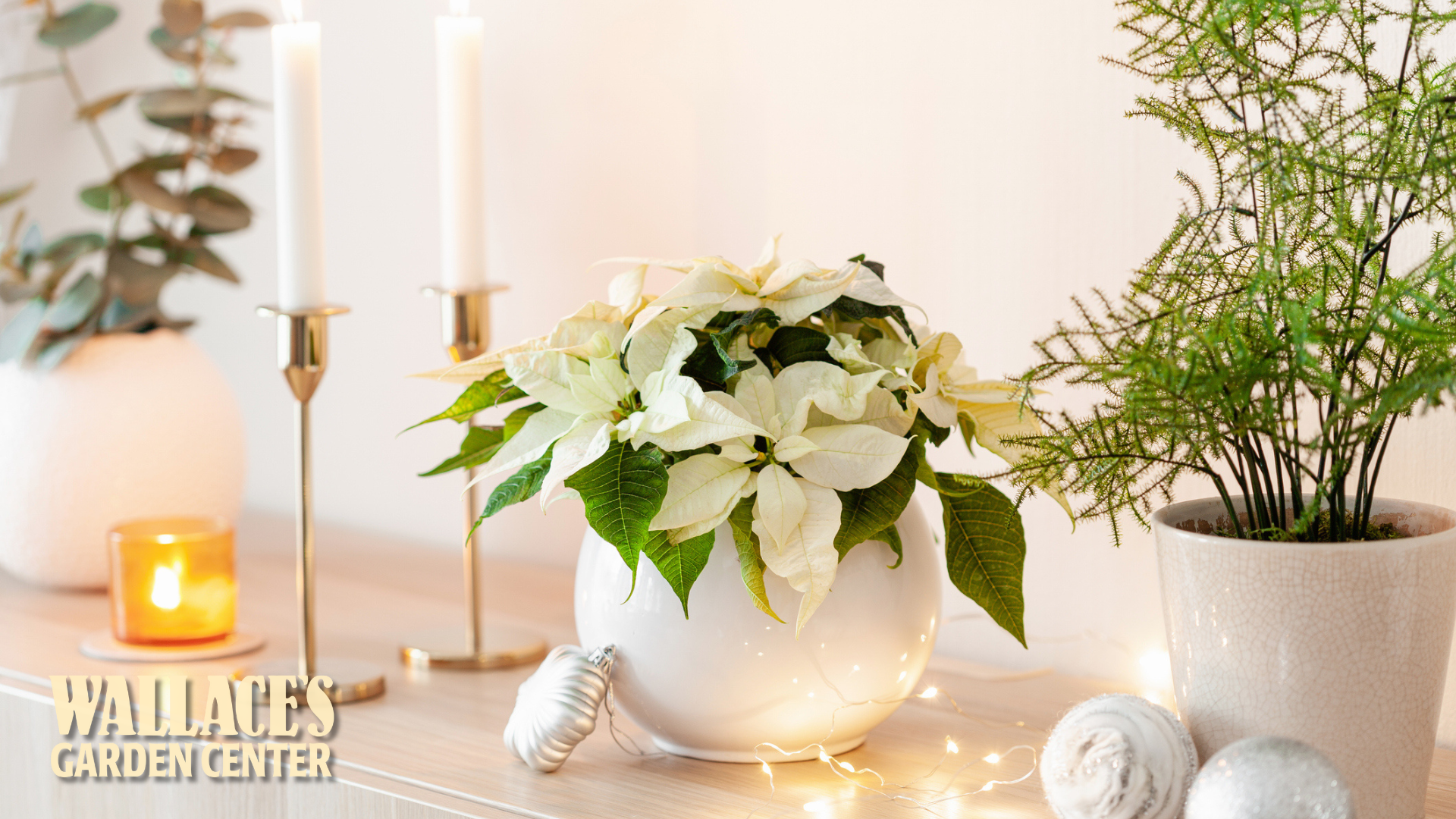 Wallace’s 2025 Poinsettia Style Guide