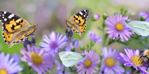 Wallace's Garden Center-Bettendorf-Iowa-Pollinator Week-butterflies on aster flowers