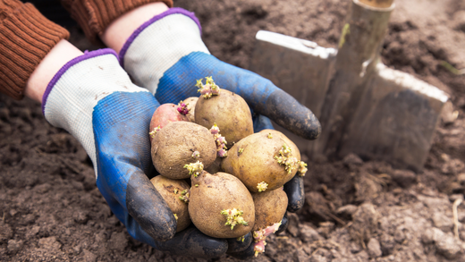 Wallace's Garden Center-Bettendorf-Iowa-potato planting.png
