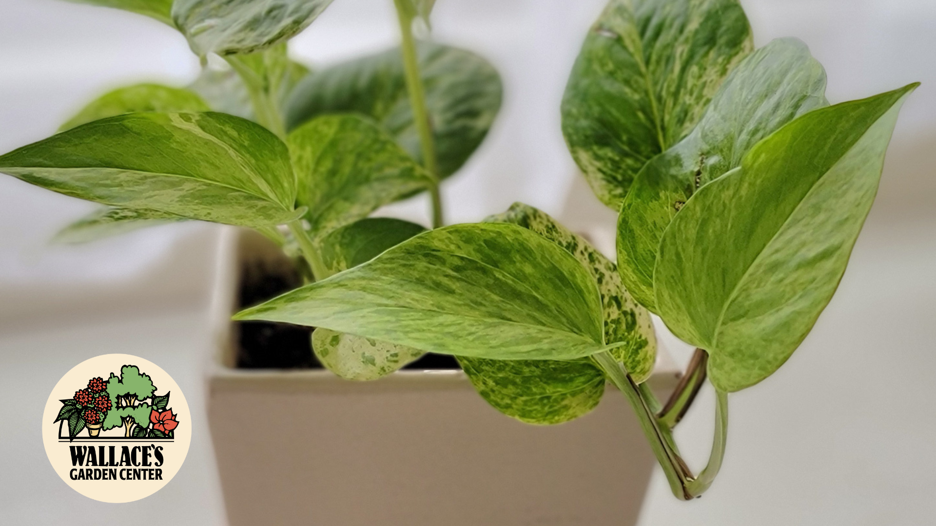 Your First Houseplants Made Simple