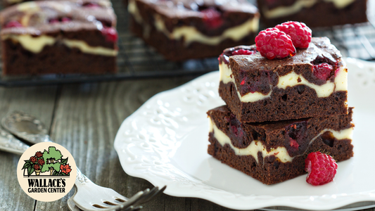 Very Berry Raspberry Cheesecake Brownies