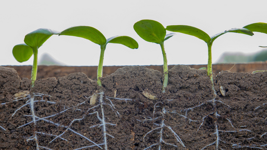 Wallace's Garden Center-Bettendorf-Iowa-Seed Starting Guide Part 2-growing seeds