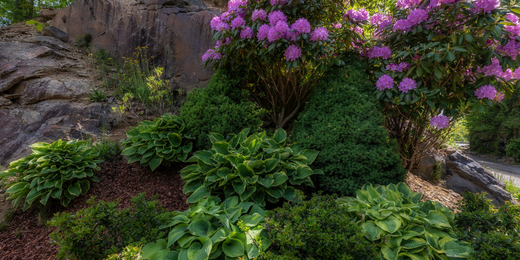 Wallace's Garden Center-Bettendorf-Iowa-Shade Gardens-rhododendrons and hostas growing in shade