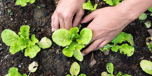 Wallace's Garden Center-Bettendorf-Iowa-Spring Planting Guide-gardener planting lettuce seedlings