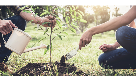Wallace's Garden Center-Bettendorf-Iowa-Spring Tree Planting-watering in new tree