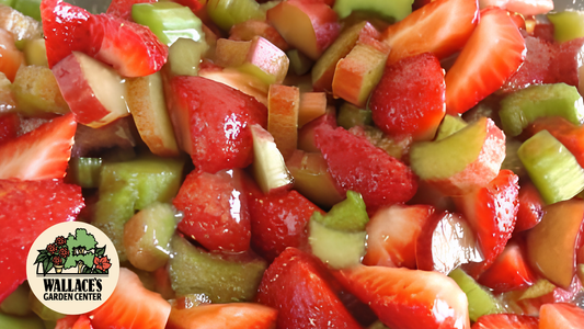 Wallaces Garden Center-Bettendorf-Iowa-Strawberry Rhubarb Flaming Fruit recipe