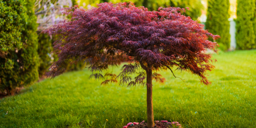 Wallace's Garden Center-Bettendorf-Iowa-Tree Diseases-Japanese maple tree in backyard