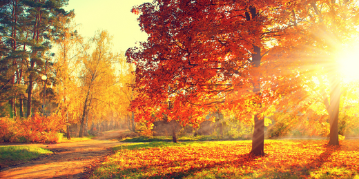 Wallace's Garden Center-Bettendorf-Iowa-Tree Planting Playbook-large trees in open forest with sun shining