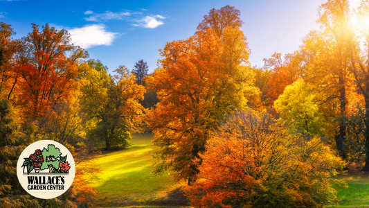 Wallaces Garden Center-Bettendorf-Iowa-Trees and Shrubs That Make Fall Landscapes More Beautiful-Hero
