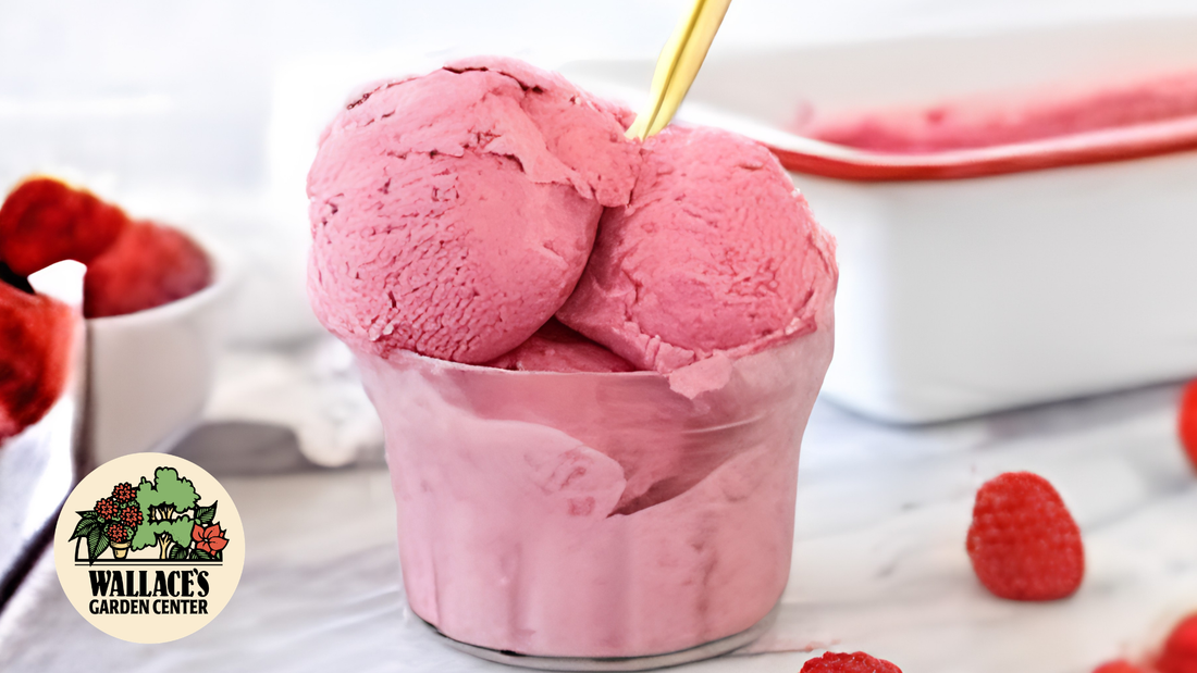 Wallaces Garden Center-Bettendorf-Iowa-Very Berry Homemade Ice Cream recipe