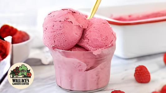 Wallaces Garden Center-Bettendorf-Iowa-Very Berry Homemade Ice Cream recipe